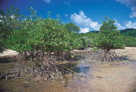 Mangrove Plants