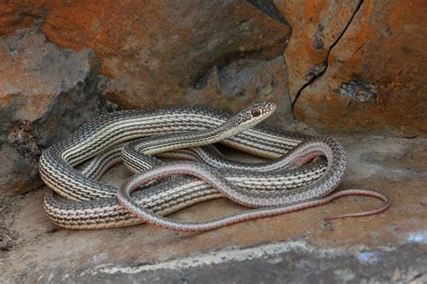 Red Cliffs Desert Reserve » Striped Whipsnake (Masticophis taeniatus)