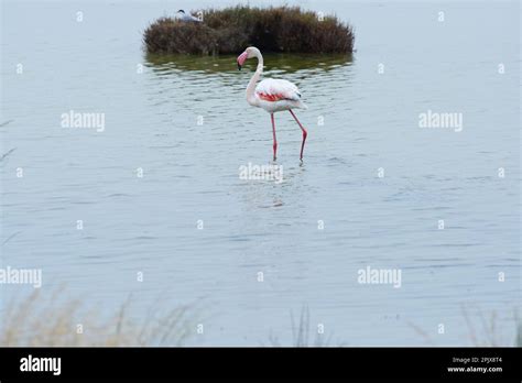 The real stars of the Cervia Salt Pans are the over 5,000 elegant pink ...