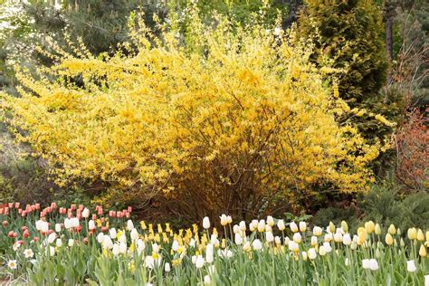 Forsythia: An Early Spring, Yellow Flower, Weather Forecaster ...