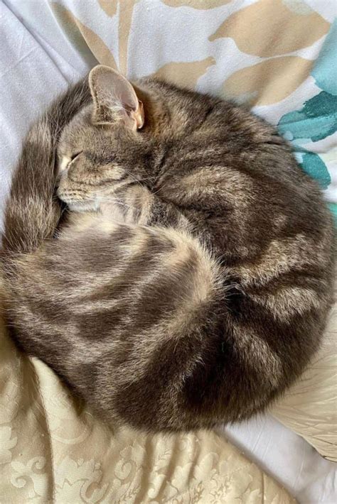 Why do cats curl up in a ball when they sleep? – petsKB