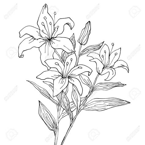 Stargazer Lily Drawing at GetDrawings | Free download