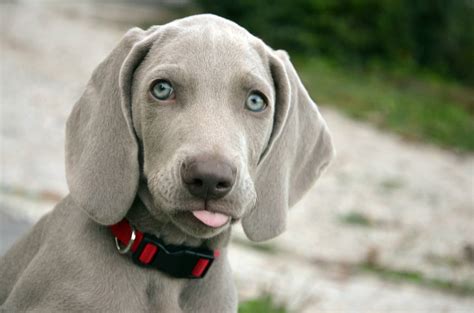 Training Weimaraner Puppies | GSA