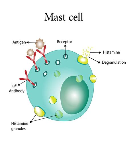 Mast Cell Stabilizing Foods - Dr Becky Campbell