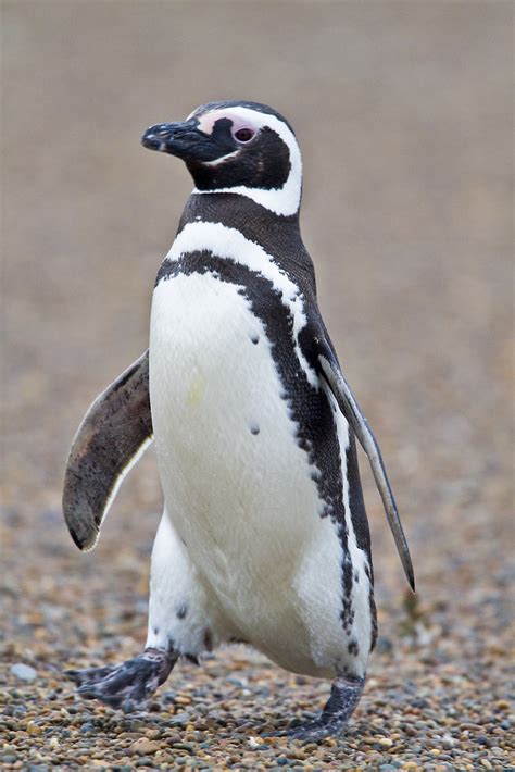 Antarctica & South America: Magellanic Penguins, Valdes Peninsular