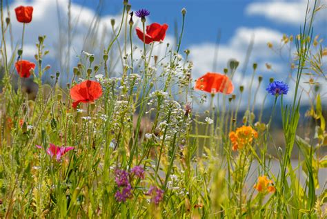 Where to see the SoCal Wildflowers