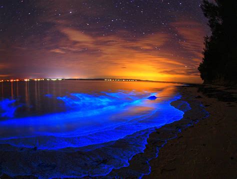 Pin by Sky on 1 | Beach wallpaper, Bioluminescent bay, Places to see