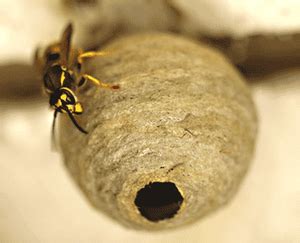 Wasp nest | Hornets nest | Identification