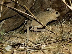 Small five-toed jerboa Facts for Kids