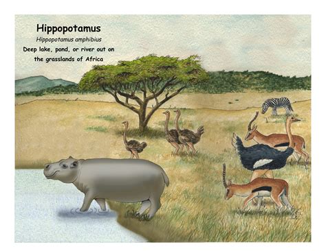 Hippopotamus Habitat