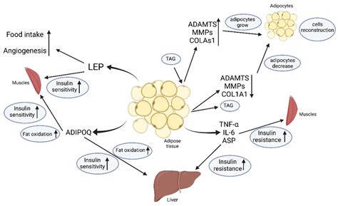 IJMS | Free Full-Text | Secretome of Adipose Tissue as the Key to ...