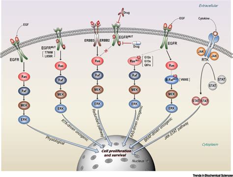 Are Parallel Proliferation Pathways Redundant?: Trends in Biochemical ...