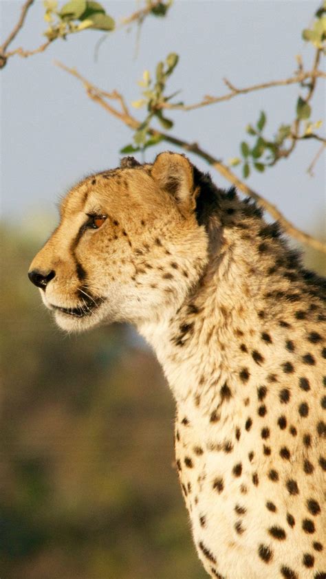 Cheetah Cubs 4K Wallpapers - Top Free Cheetah Cubs 4K Backgrounds ...