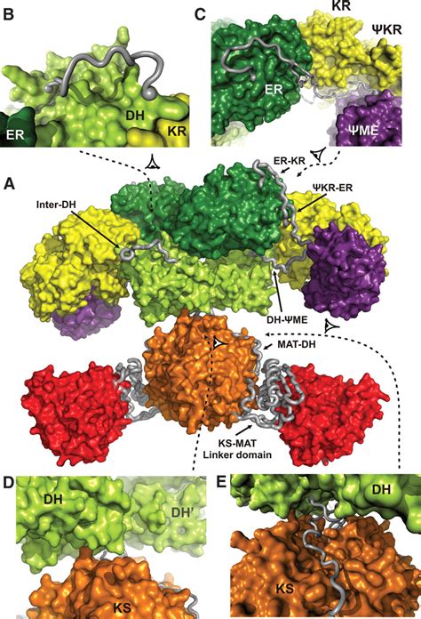 The Crystal Structure of a Mammalian Fatty Acid Synthase | Science