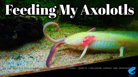 Can Axolotls Eat Saltwater Fish? Top 6 Best Answers - Ecurrencythailand.com