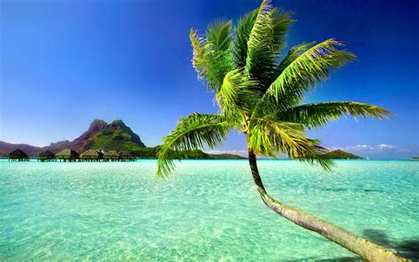 Unique Beach Palm Tree Wallpaper | Palm trees wallpaper, Beach ...