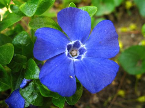 How to Grow Periwinkle Plants