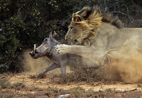 Photographer captures warthog's epic clash with a lion | Predator vs ...