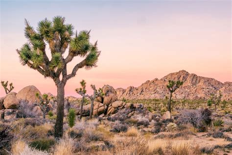 Joshua Tree National Park to Close Temporarily