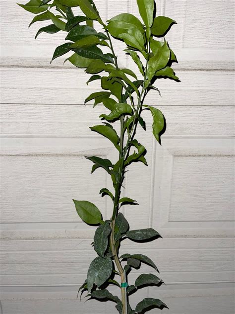 Grafted RARE Japanese Yuzu Plant 2-3 FT Ichandrin Hardy - Etsy