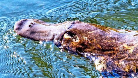 Ancient reptile hunted with a platypus-like bill - Futurity