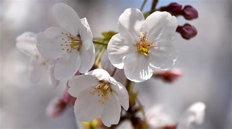 Hiroshima cherry blossom season officially starts - Get Hiroshima