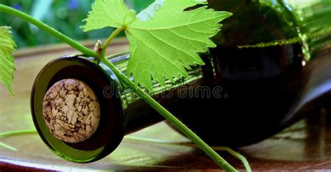 Old wine cellar stock photo. Image of fermenting, room - 8162154