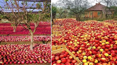 How To Harvest Apple? Apple Harvesting modern technology | Awesome ...