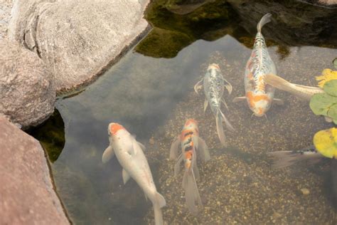 Small Pond, Big Dreams? Sizing Up the Cost of Your Koi Paradise - My ...