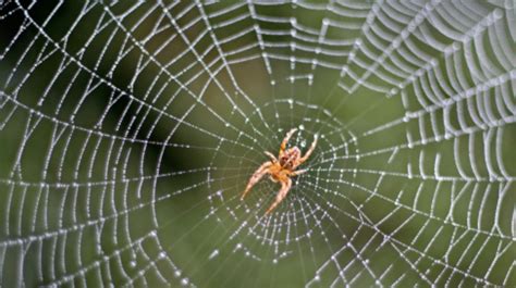 Types Of Spider Webs You'll See In The Garden And How To Identify Who ...