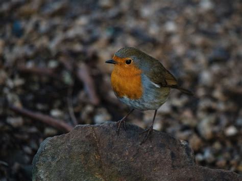 Adorable small robin redbreast bird on stone · Free Stock Photo