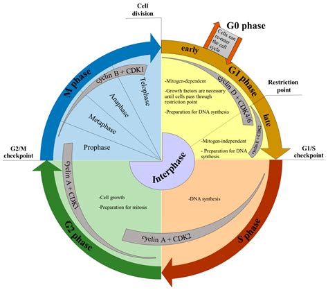 IJMS | Free Full-Text | Basic Methods of Cell Cycle Analysis