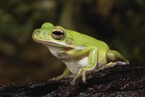 Un guide pour prendre soin des grenouilles arboricoles vertes ...