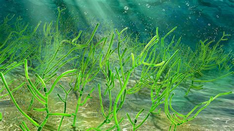 Remarkable Discovery of 1 Billion-Year-Old Green Seaweed Micro-Fossils ...