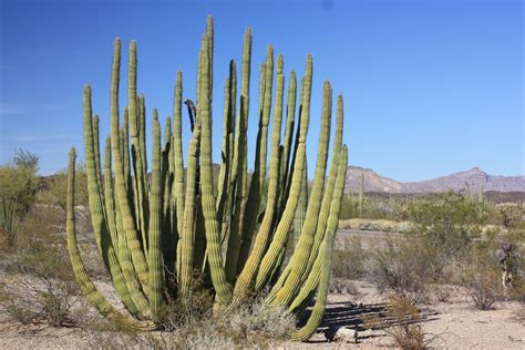 Kohuts Rving Adventures: Organ Pipe Cactus National Monement, AZ (March ...