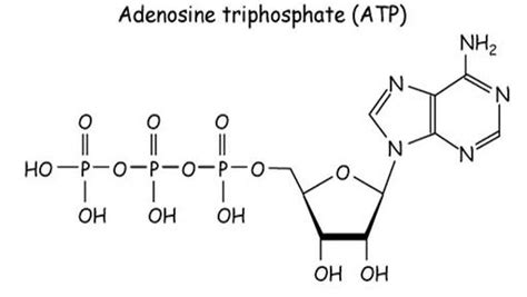 ATP structure + function