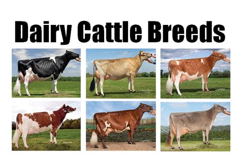 Breeds of Dairy Cattle | Dairy Moos