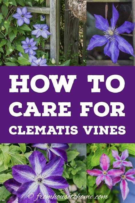 Clematis Care: The Ultimate Guide To Planting, Growing and Pruning ...