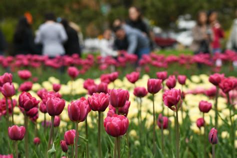 Platinum Jubilee: Canadian Tulip Festival Returns With Grand Celebrations