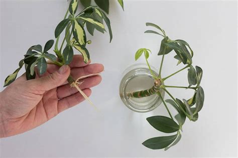 Tips for Schefflera plant propagation - Flower Blog