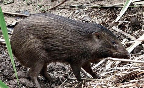 Meet the Pygmy Hog - India's Endangered