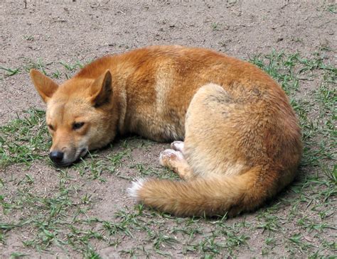 Sleeping Dingo - Canis lupus dingo image - Free stock photo - Public ...