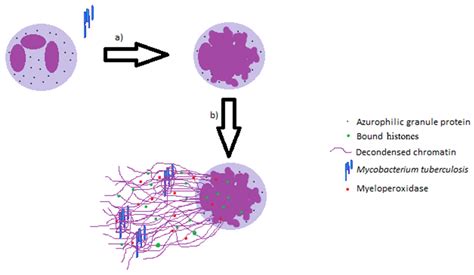 JCM | Free Full-Text | Effector Mechanisms of Neutrophils within the ...