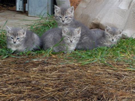 Restoration News: Barn Kittens