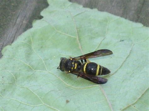 potter wasp - Ancistrocerus campestris - BugGuide.Net