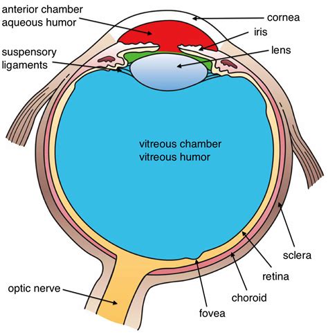 Labeled Eye Diagram - ClipArt Best