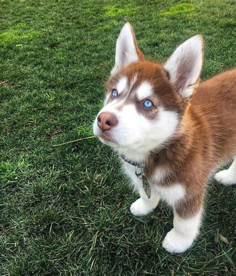 Red Siberian Husky 12 weeks | Husky dogs, Siberian dog, Red siberian husky