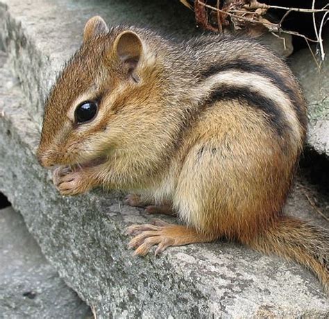 A Darwin Day delve into how the chipmunk got its stripes - Scope