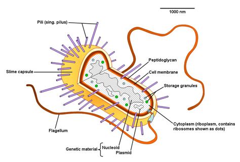 bacteria cell diagram labeled simple