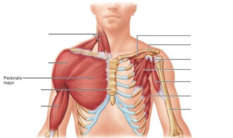 Pectoral Muscles Diagram | Quizlet